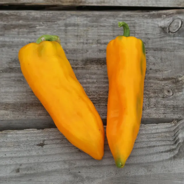 The Natural World Corno di Toro Giallo paprika geel