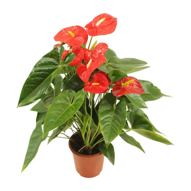 XL-Bloom YoungPlants XL.11 jonge plant The Great rood