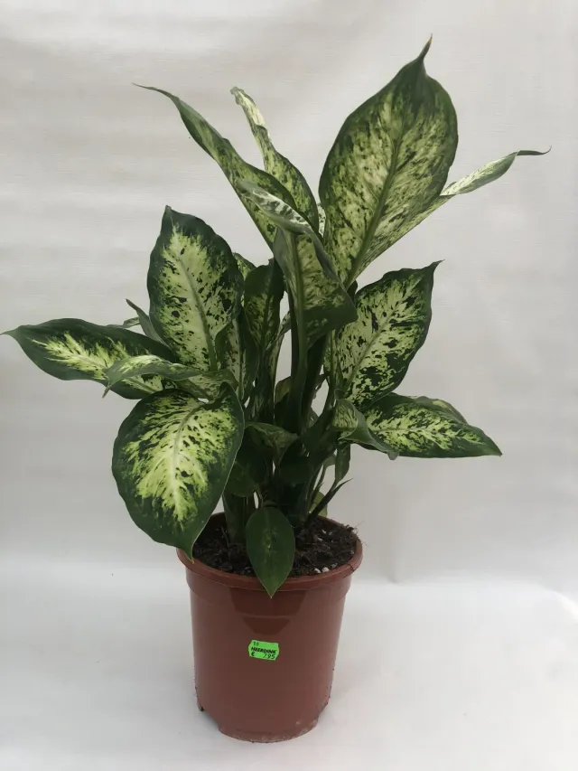 Tuincentrum Heerdink Dieffenbachia Compacta kamerplant 50 cm