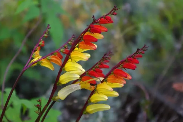 The Natural World Ipomoea lobata klimplant vlammend