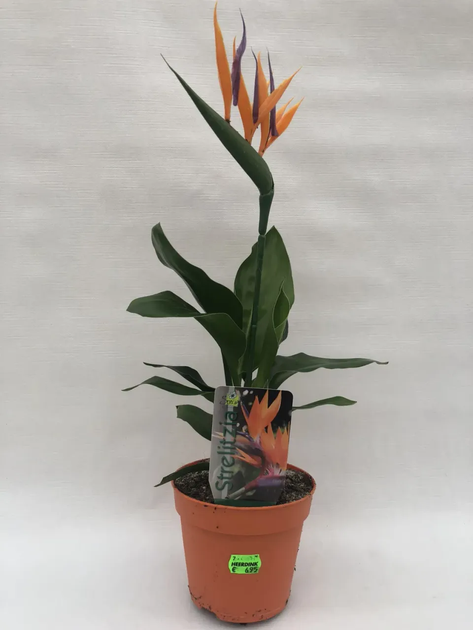 Tuincentrum Heerdink Strelitzia reginae paradijsvogelbloem met bloem