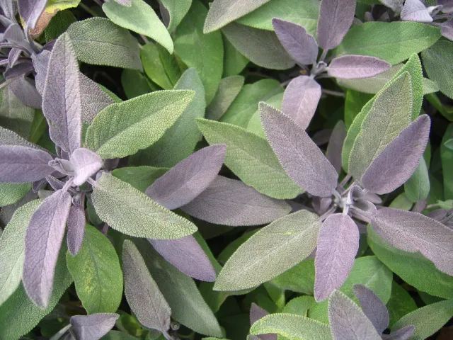 The Natural World Salvia Purpurascens salie plant paars eetbaar