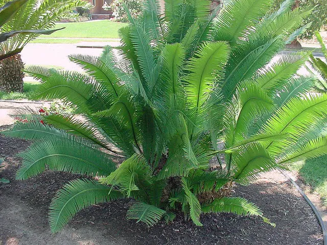 The Natural World Dioon edule palmvaren plant eetbaar blad