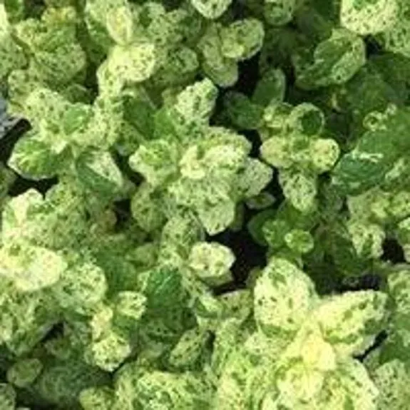 The Natural World Mentha Calixte muntplant P9 eetbaar