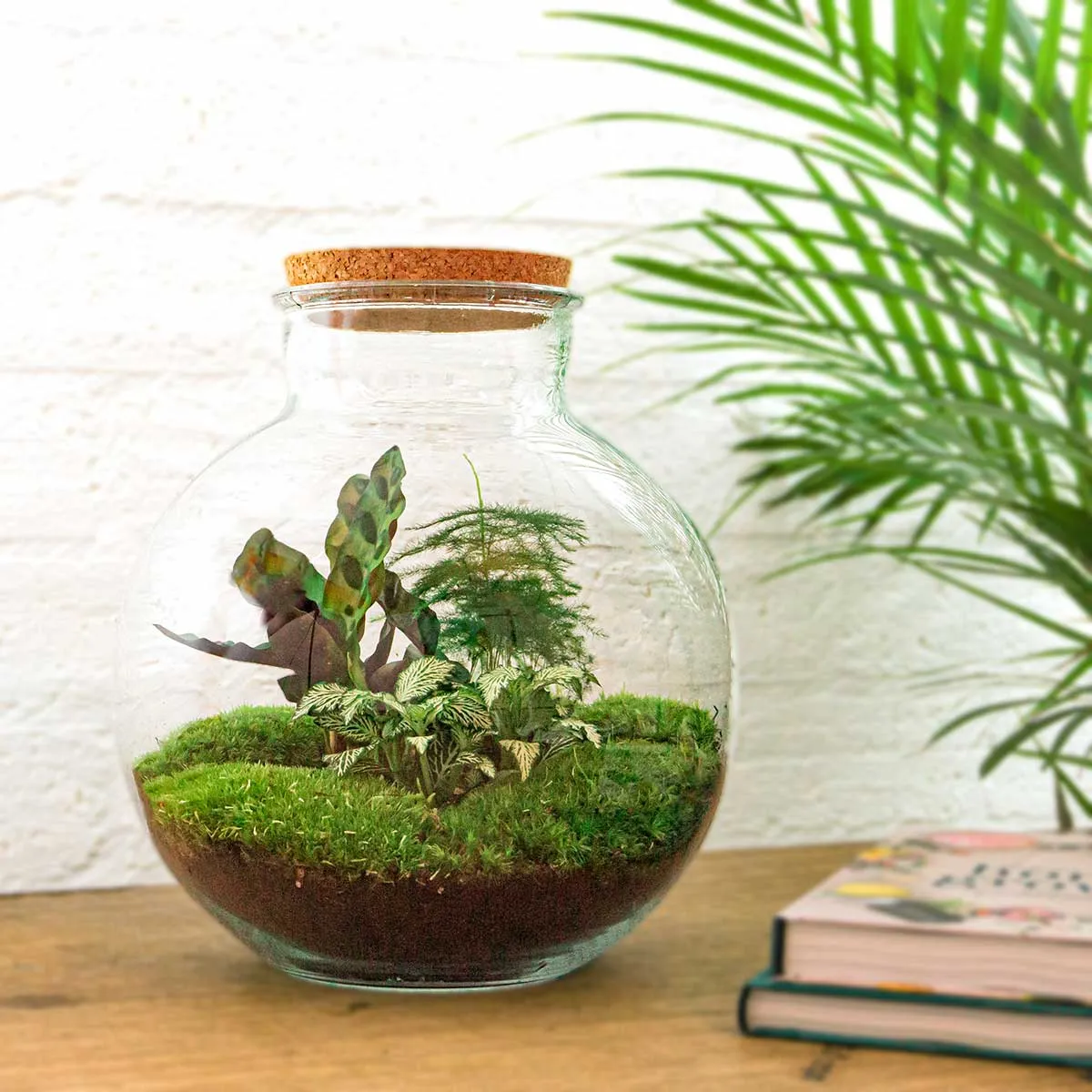 Urbanjungl Bolder Bob planten terrarium DIY kit 31 cm