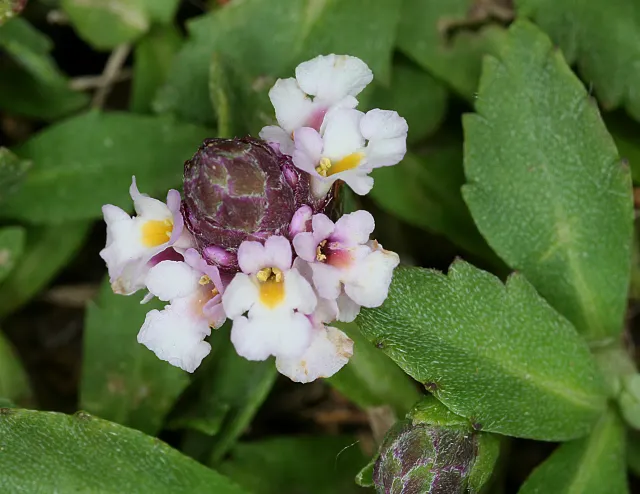 The Natural World Phyla Nodiflora plant bodembedekker