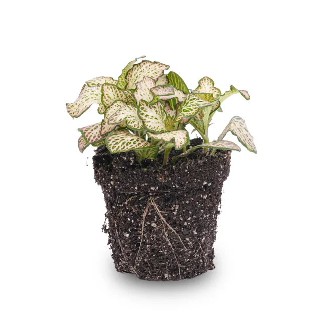 Urbanjungl Fittonia Pink Tiger mozaiekplant 10 cm roze