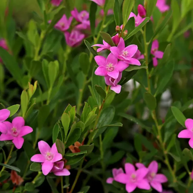 The Natural World Crowea exalata bloemenplant roze bloem