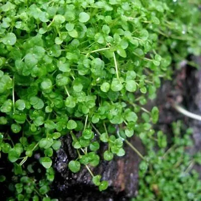 The Natural World Mentha requienii Corsicaanse munt P9 pot
