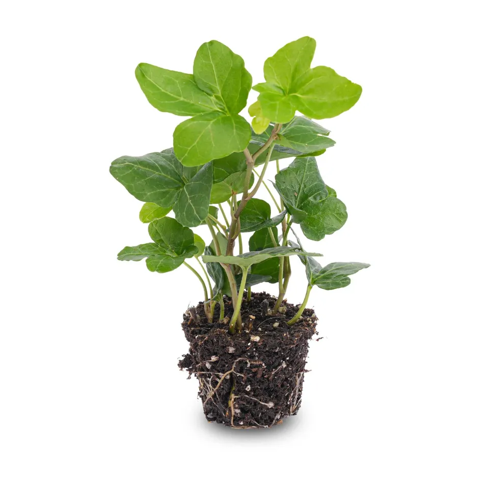 Urbanjungl Hedera helix klimop kamerplant pot 6 mini