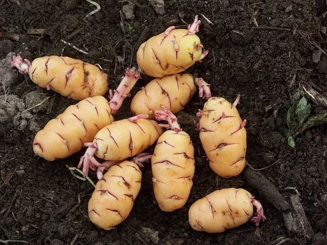 The Natural World Oxalis tuberosa wit plant P9 eetbare knol