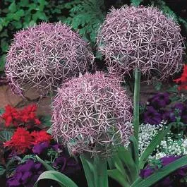 The Natural World Allium christophii sierui P9 eetbaar