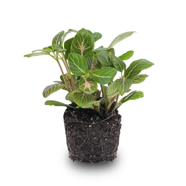 Urbanjungl Fittonia Joly Josan mozaiekplant rood 10 cm