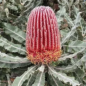 The Natural World Banksia menziesii plant rode bloem