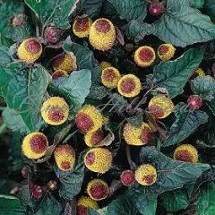 The Natural World Spilanthes Purpurescens parakruid eetbaar pittig
