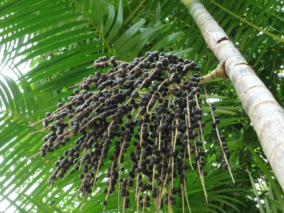The Natural World Acai palm Pinapalm plant eetbaar