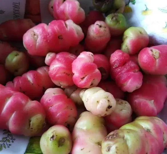 The Natural World Oxalis tuberosa pink oca plant P9 knol