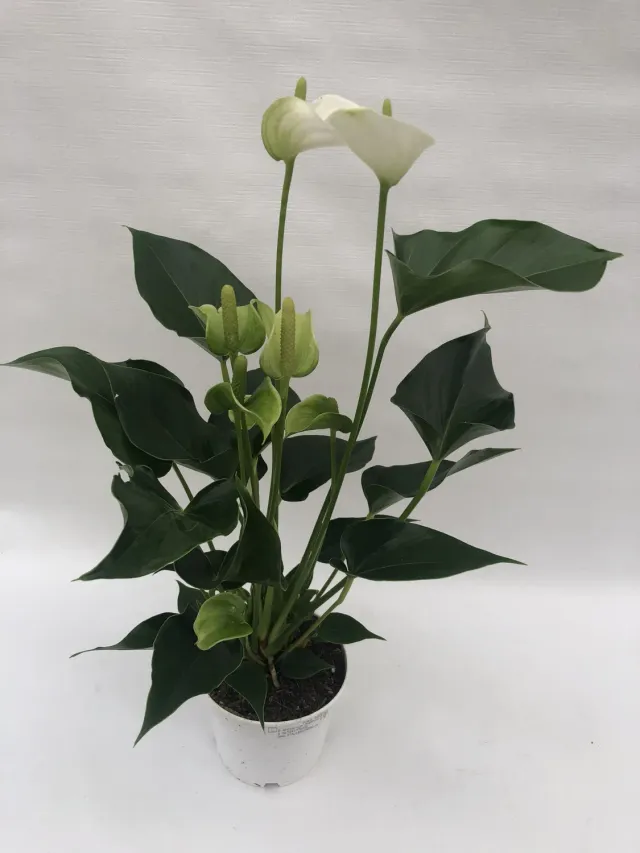 Tuincentrum Heerdink White Champion flamingoplant wit 40 cm