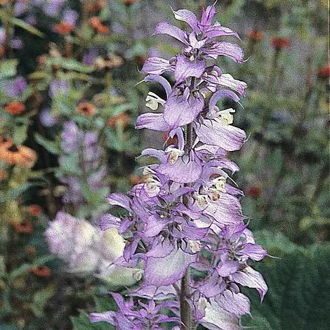The Natural World Salvia sclarea scharlei plant eetbaar