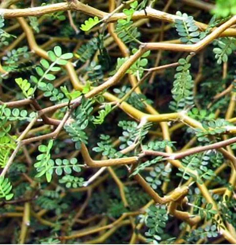 The Natural World Sophora Little Baby kamerplant zigzag