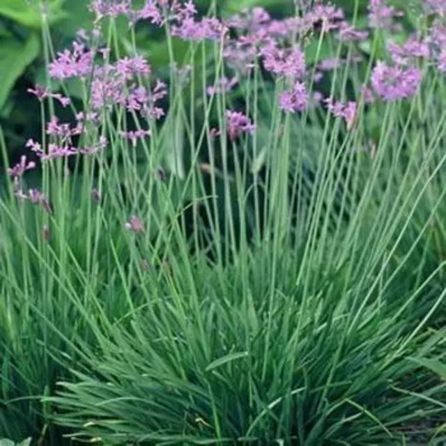 The Natural World Tulbaghia violacea plant P9 eetbaar