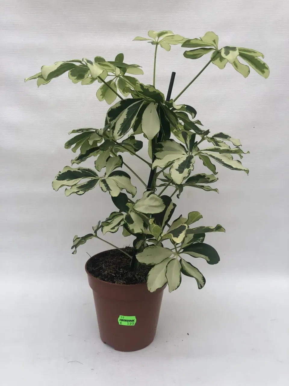 Tuincentrum Heerdink Schefflera Melanie parapluboom