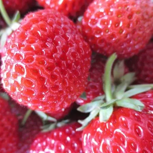 The Natural World Fragaria Framberry aardbeiplant