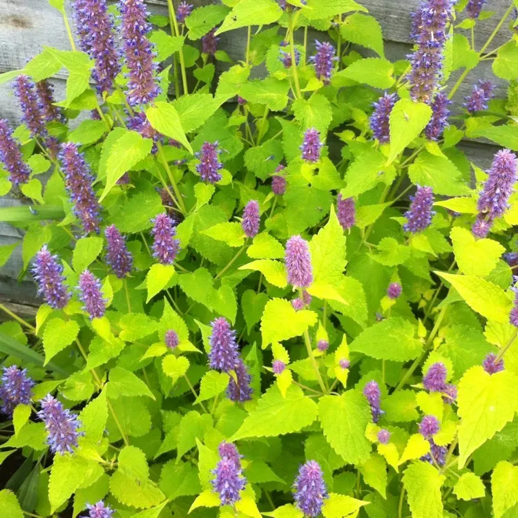 The Natural World Agastache Golden Jubilee anijsplant P9