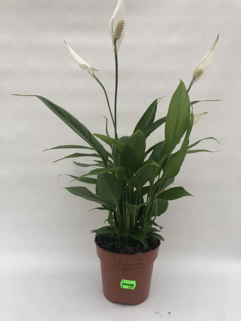 Spathiphyllum Lepelplant kamerplant 40 cm luchtzuiverend