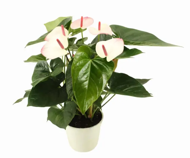 XL-Bloom YoungPlants XL.75 jonge plant Paris Twice