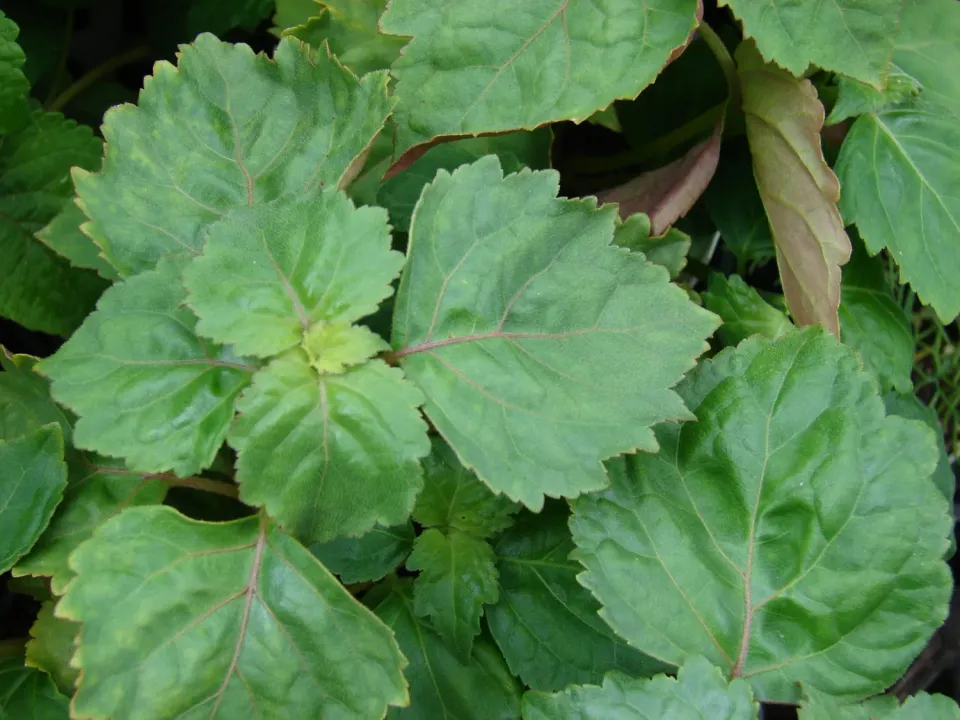 The Natural World Pogostemon cablin patchouli bladplant