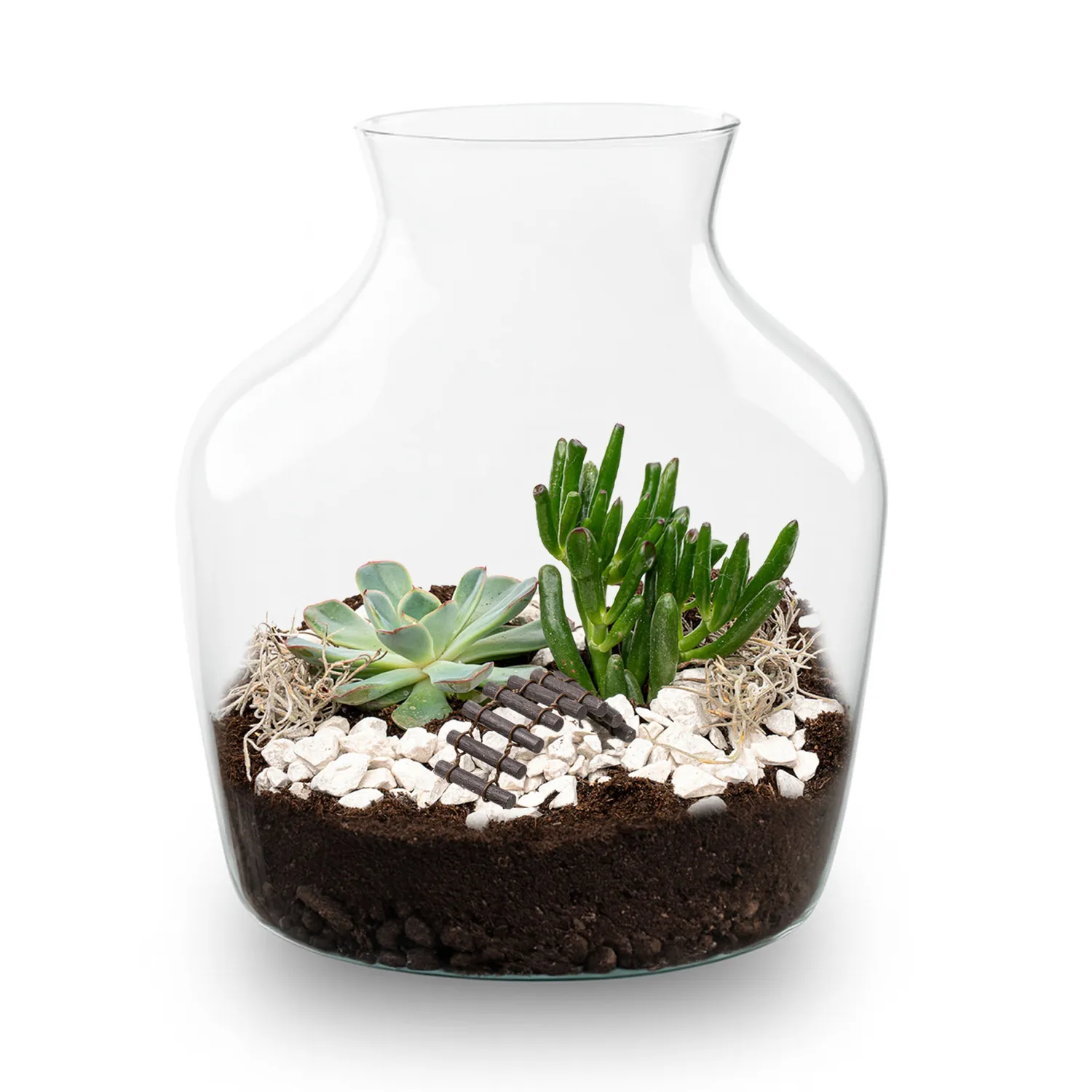 Little Joe Succulent open terrarium DIY kit Ø 20 cm 22 cm