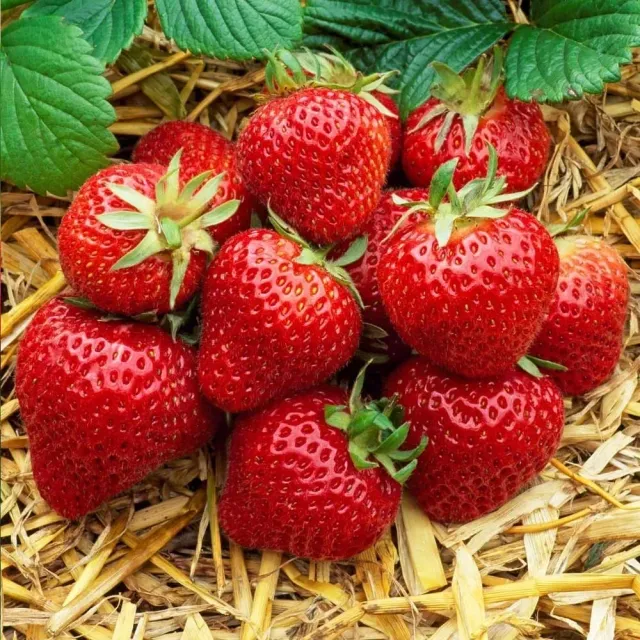 The Natural World Fragaria Elsanta aardbeiplant zoet