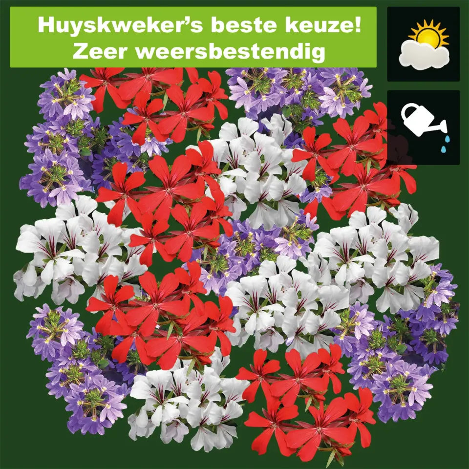 Huyskweker Gameren Orkaan Rood FM aardbeiplant vroeg