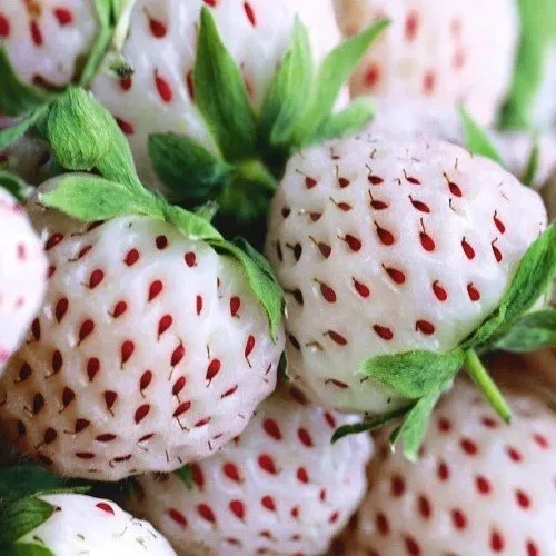 The Natural World Fragaria Weisse Ananas aardbeiplant P9
