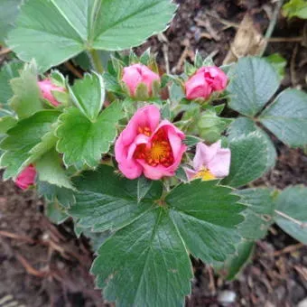 The Natural World Pink Marathon aardbeiplant roze bloem