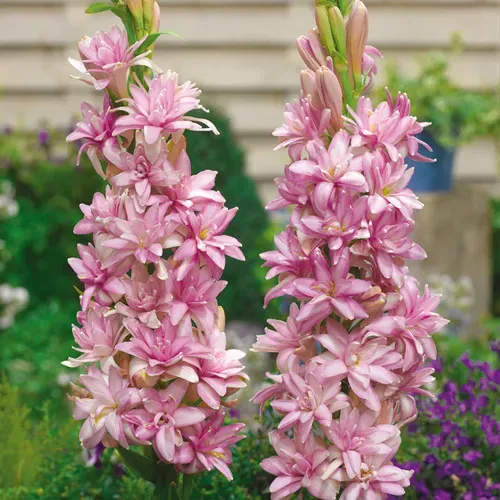 The Natural World Polianthes Pink Sapphire plant P12 roze