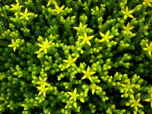 The Natural World Muurpeper plant eetbaar