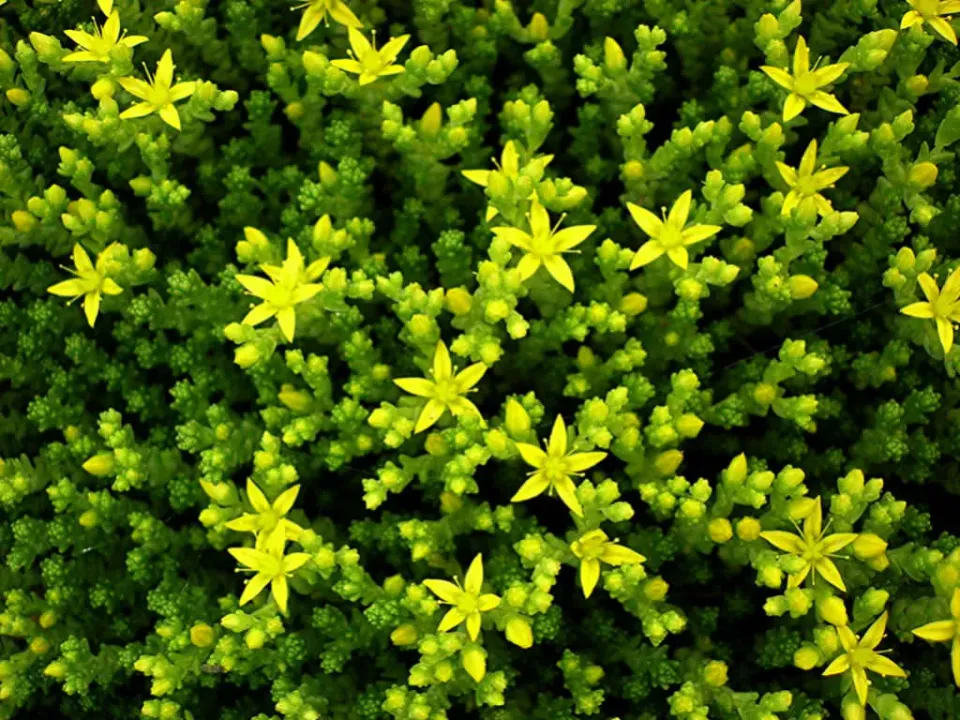 The Natural World Muurpeper plant eetbaar