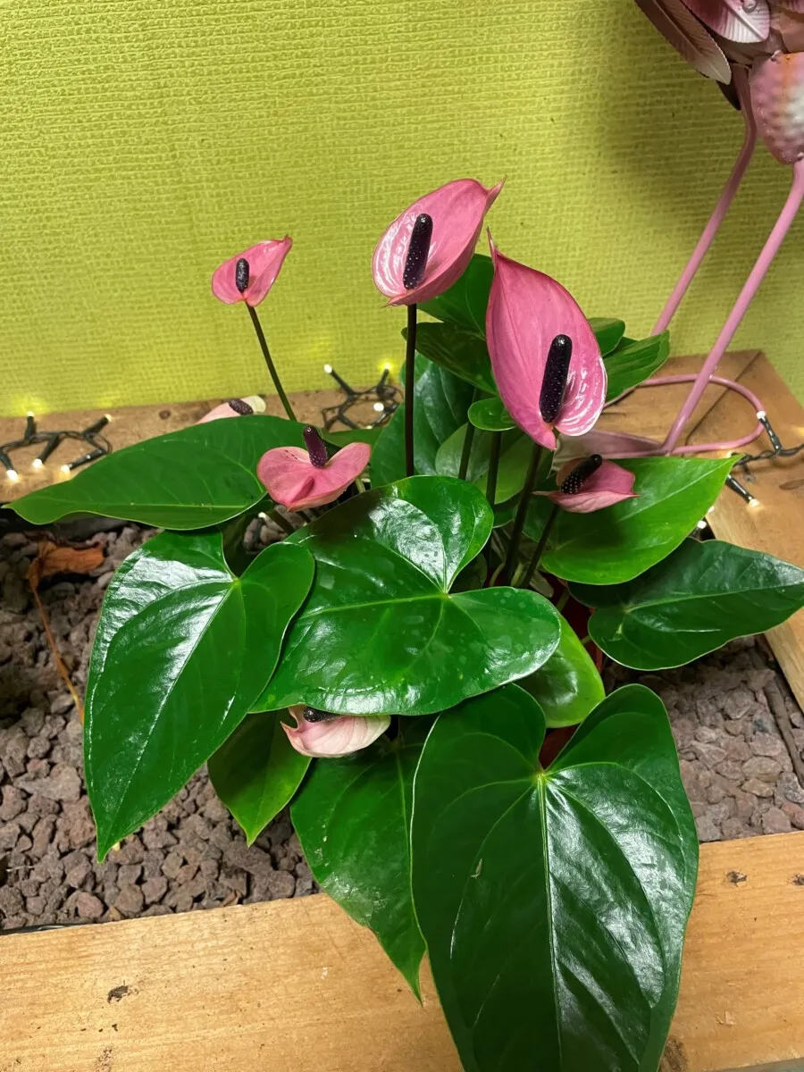 XL-Bloom YoungPlants XL.69 Arisa Purple Sunrise jonge plant