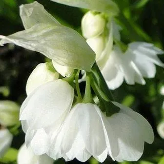 The Natural World Allium par. var normale bolgewas P9