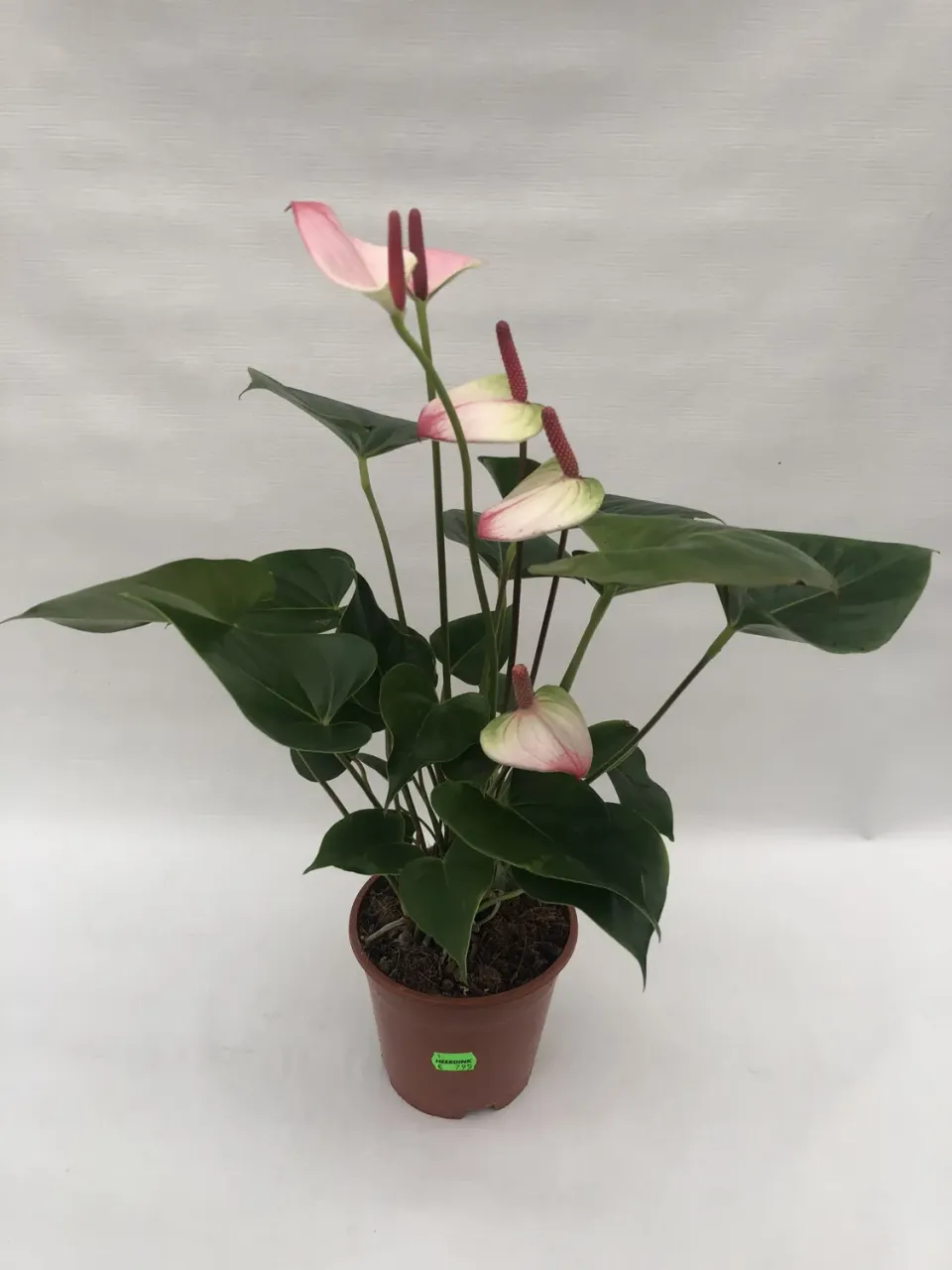 Tuincentrum Heerdink Anthurium Amalia Elegans kamerplant 45 cm