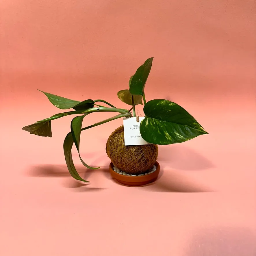 House of Koko Philly Kokedama zonder schaaltje rankend