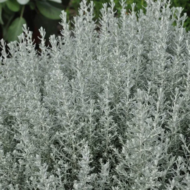 The Natural World Helichrysum italicum Dwarf kerrieplant P9