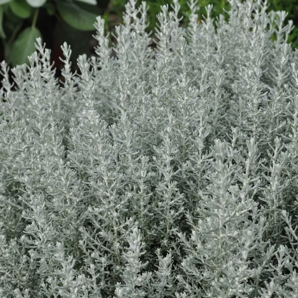 The Natural World Helichrysum italicum Dwarf kerrieplant P9
