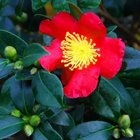 The Natural World Camellia Yuletide plant winterbloei