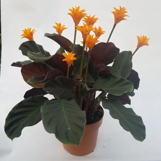 Tuincentrum Heerdink Calathea crocata Eeuwige vlam kamerplant