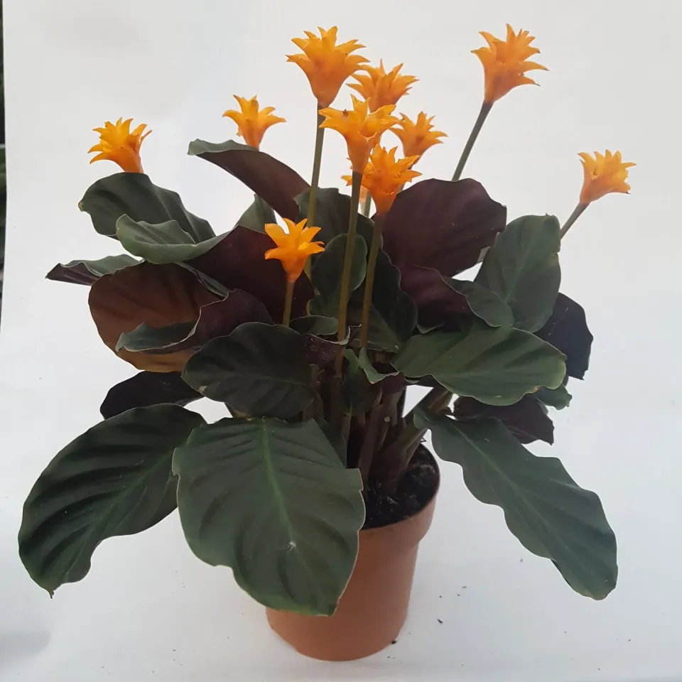 Tuincentrum Heerdink Calathea crocata Eeuwige vlam kamerplant