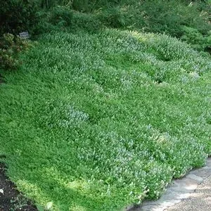 The Natural World Thymus citriodorus citroentijm P9