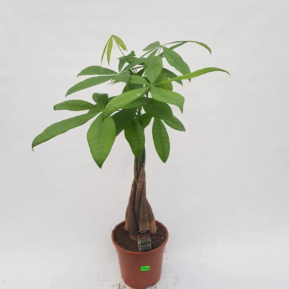 Tuincentrum Heerdink Pachyra aquatica kamerplant 65 cm